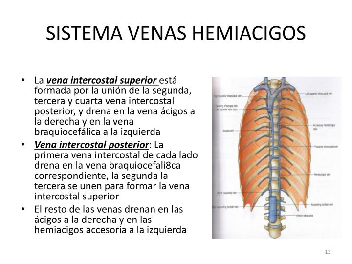 PPT - 1.5.3 Grandes vasos sanguíneos PowerPoint Presentation - ID:5587013