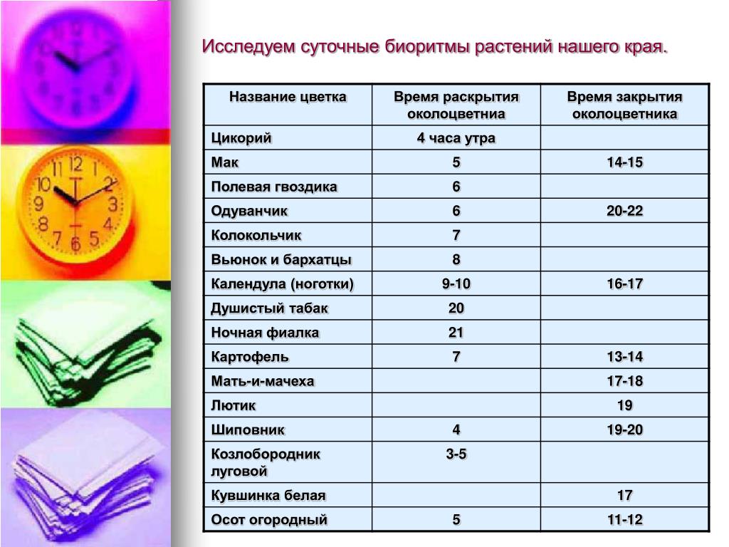 10 часов биологии. Таблица биоритмы растений. Биоритмы растений таблица 6 класс. Циркадные ритмы у человека и питание с похудением. Какие процессы растений связаны с суточным ритмом.