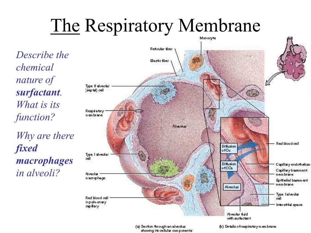 PPT - The Respiratory System: PowerPoint Presentation, free download
