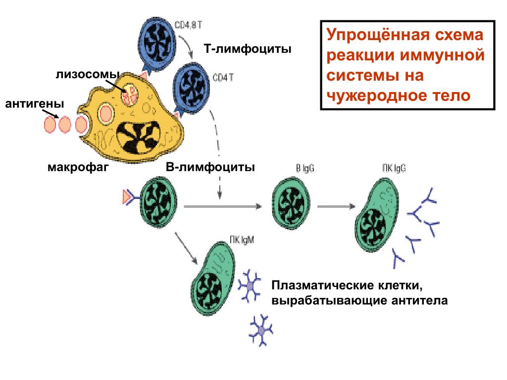 Антигены макрофагов. Клетки иммунной системы схема. Б лимфоциты вырабатывают антитела. Т-клетки иммунной системы и антитела. Клетки иммунной системы продуцирующие антитела.