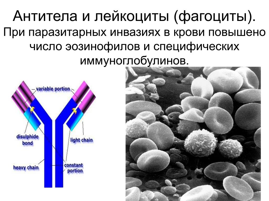 Эозинофилы иммуноглобулин. Фагоциты лимфоциты антитела. Лейкоциты и фагоциты. Как выглядят антитела. Антитела в крови.
