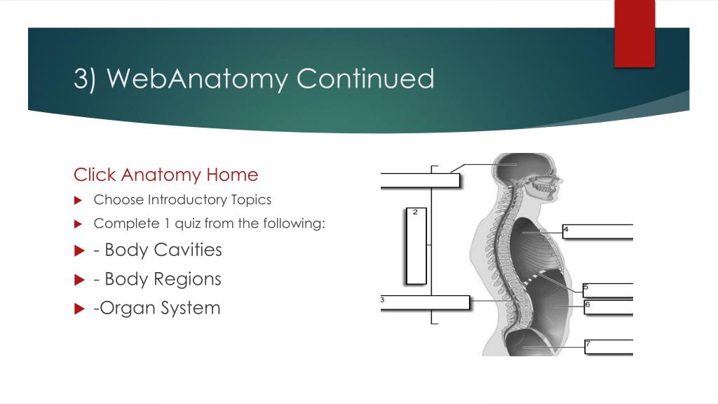 PPT - Anatomy Computer Lab Instructions PowerPoint Presentation, free  download - ID:5590787