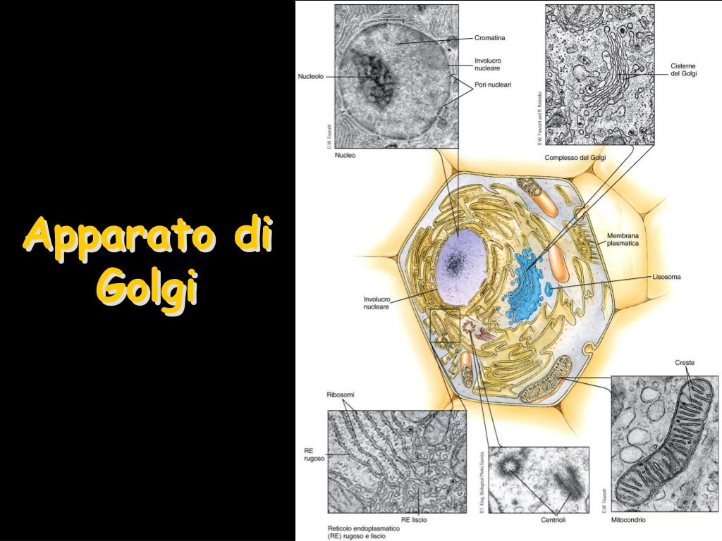 Cos è L Apparato Di Golgi PPT - Apparato di Golgi PowerPoint Presentation, free download - ID:5591443