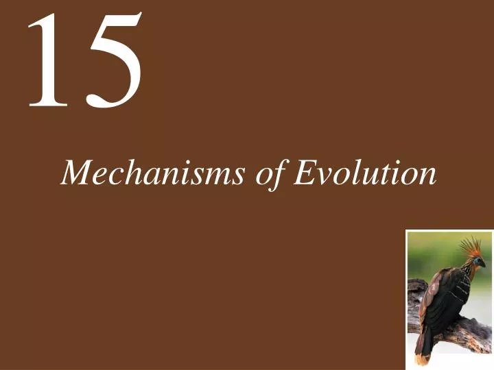 mechanisms of evolution n.