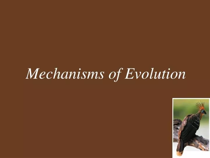 mechanisms of evolution n.