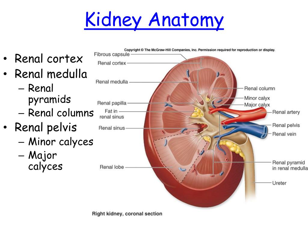 PPT Urinary System PowerPoint Presentation Free Download ID 5593793 PPT Urinary System PowerPoint Presentation Free Download ID 5593793