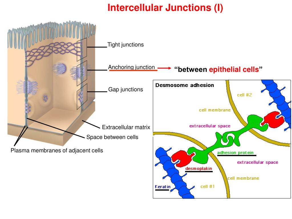 Intercellular Space คือ อะไร