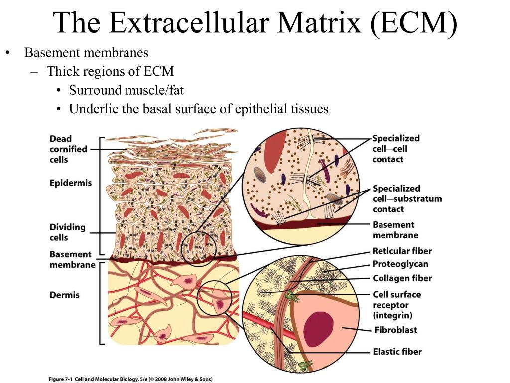 PPT - The Extracellular Space PowerPoint Presentation, free download ...