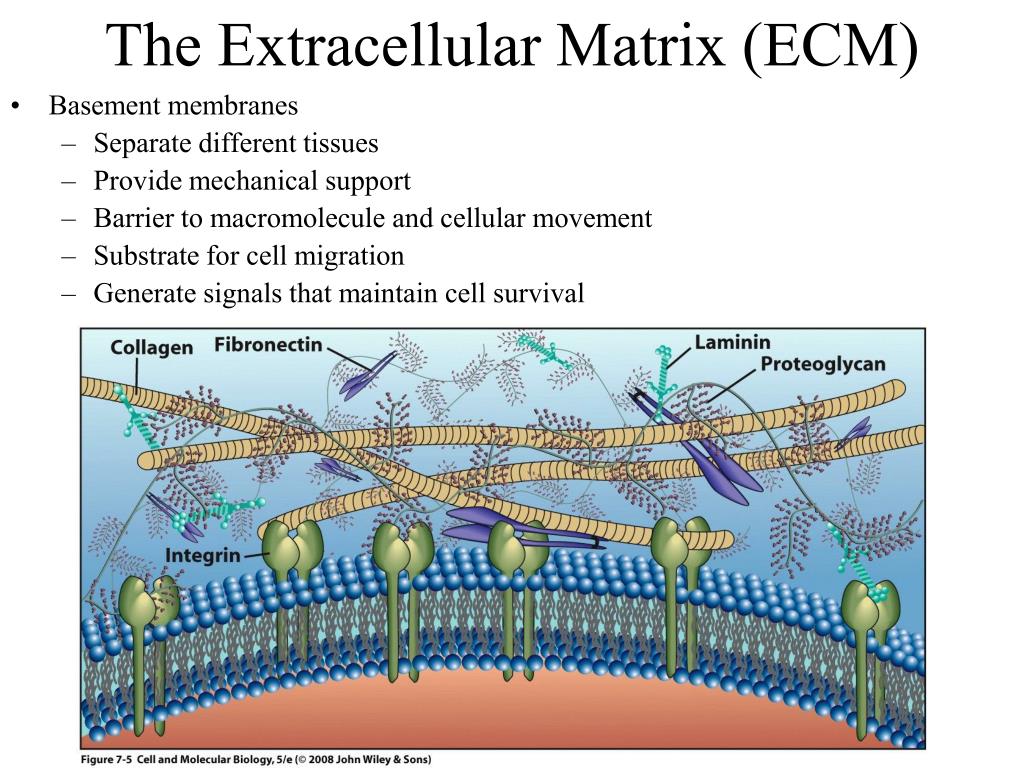 PPT - The Extracellular Space PowerPoint Presentation, free download ...