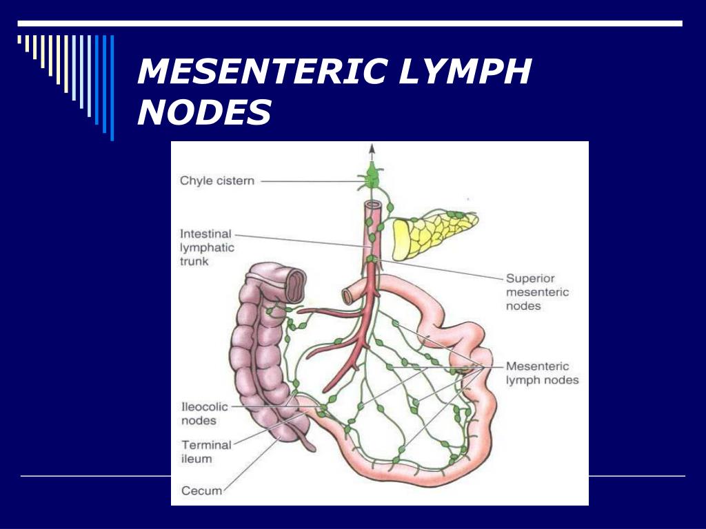 mesenteric lymph nodes