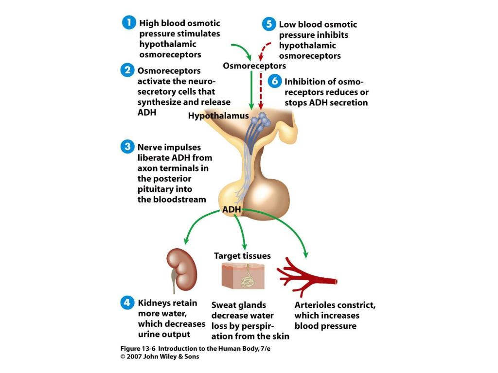 PPT - The Endocrine System PowerPoint Presentation, free download - ID