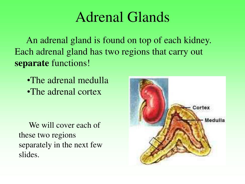 primary function of the adrenal gland