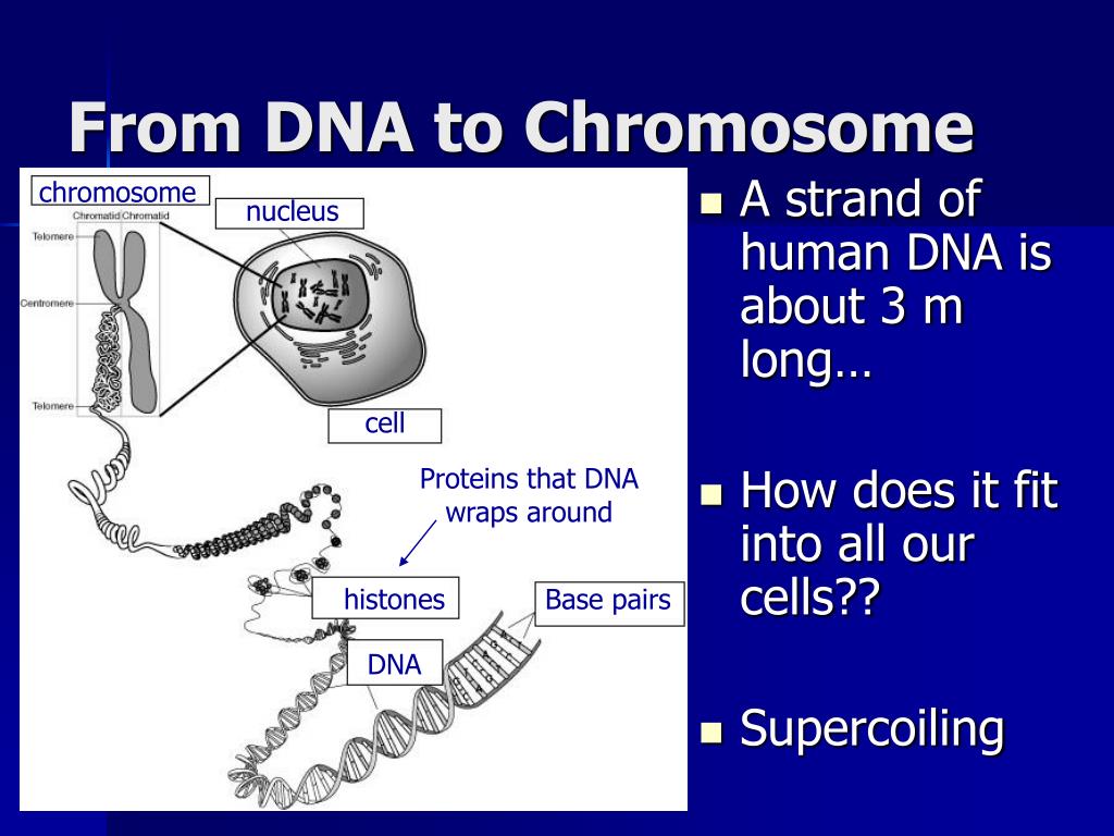 PPT - The “Central Dogma” Overview Of DNA How does DNA control the cell ...