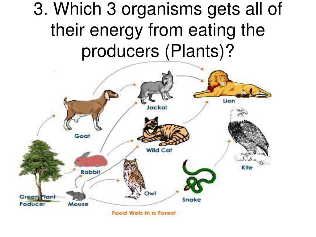 PPT PCD And Food Web and Food Chain PowerPoint Presentation, free