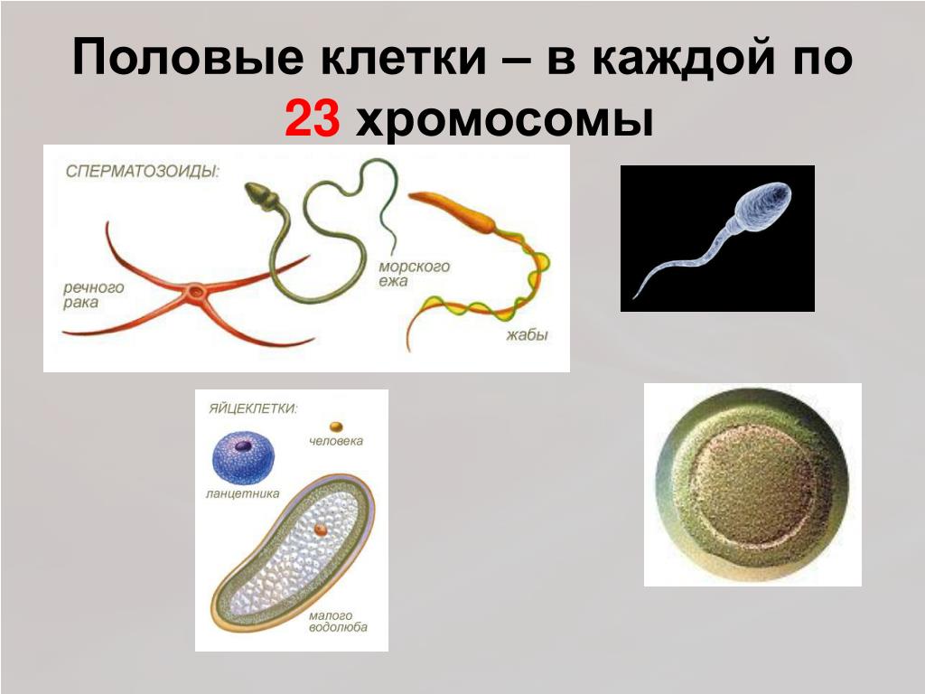 В яйцеклетке человека содержится 23 хромосомы