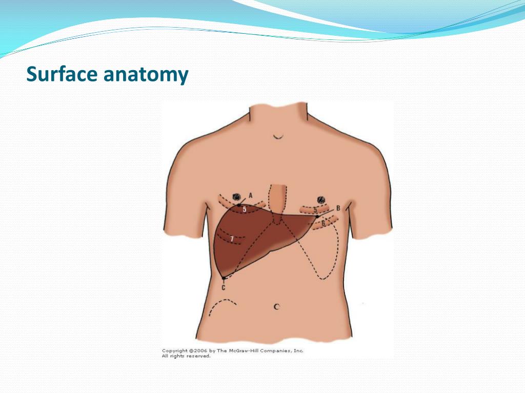PPT - INTRODUCTION TO ANATOMY PowerPoint Presentation, free download