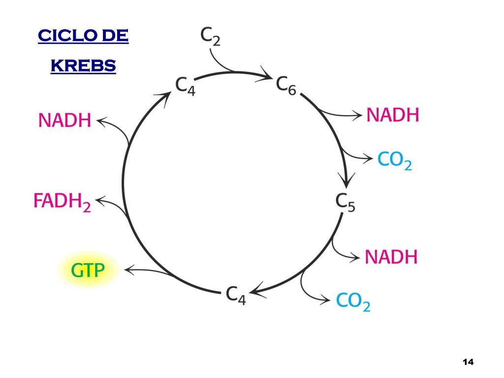 Donde se produce el ciclo de krebs