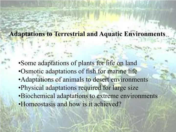 PPT Adaptations to Terrestrial and Aquatic Environments PowerPoint