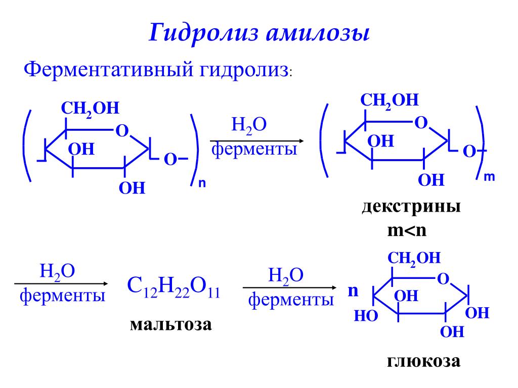 Глюкоза вступает в гидролиз. Неполный гидролиз амилозы. Схема ферментативного гидролиза целлюлозы. Гидролиз бета мальтозы. Гидролиз амилозы.