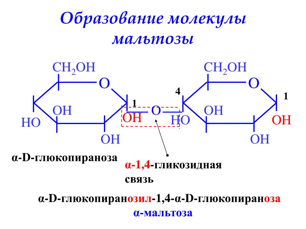 1 1 гликозидной связью. 1,4 Α-гликозидная связь. Мальтаз гликозидная связь. Мальтоза Тип гликозидной связи. Бета 1 4 гликозидная связь.