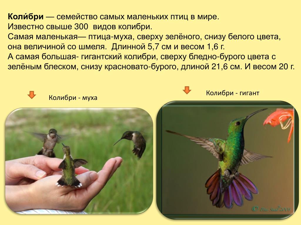Сколько взмахов в секунду делает. Колибри описание. Колибри презентация. Самая маленькая птица в мире Колибри. Колибри краткая информация.