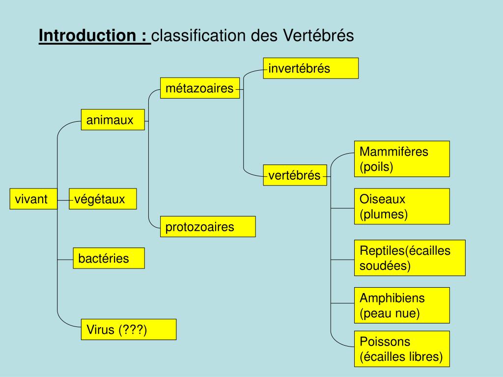 Ppt Chapitre 3 Parenté Et Diversité Des Organismes