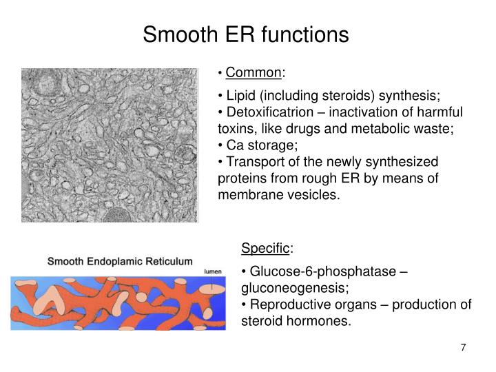 PPT - Biochemistry of cellular organelles PowerPoint Presentation - ID ...