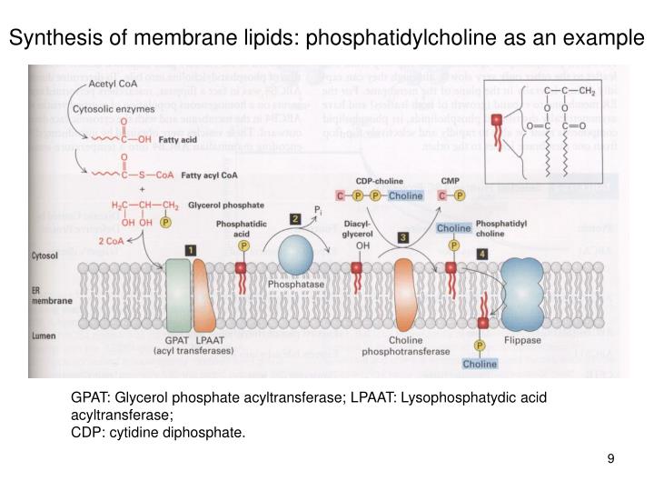 PPT - Biochemistry of cellular organelles PowerPoint Presentation - ID