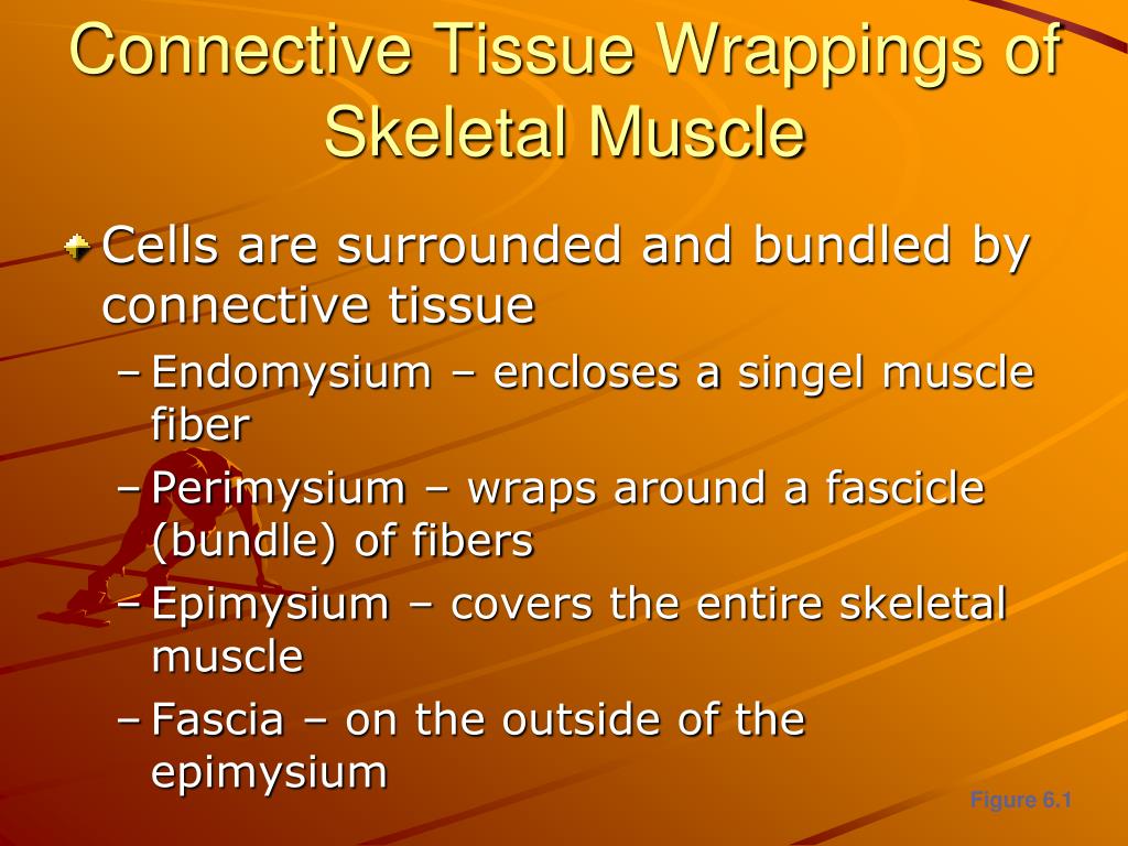 PPT 6a. The Muscular System PowerPoint Presentation, free download