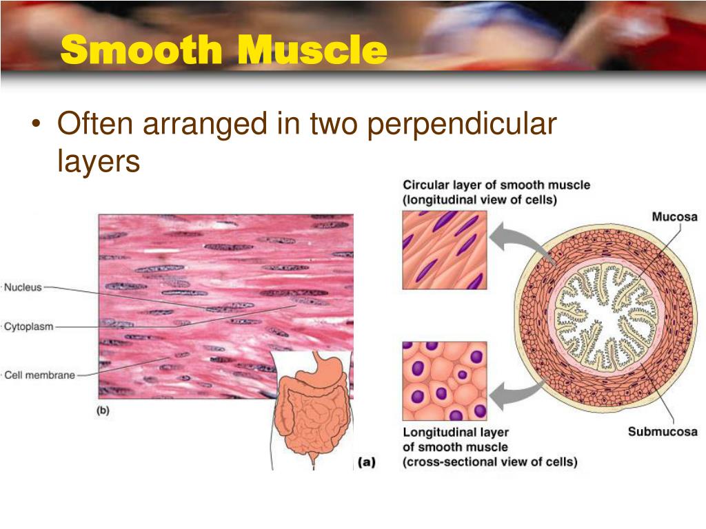 PPT - Muscle Tissue & Basic Muscle Anatomy PowerPoint Presentation - ID