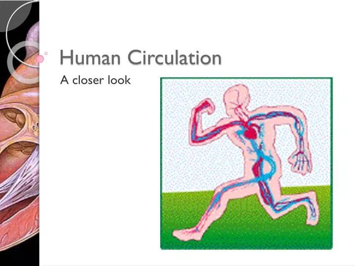 Human Circulation PowerPoint Presentation, free download Biology Diagrams
