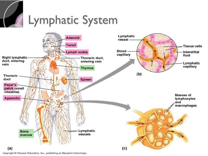 PPT - Human Circulation PowerPoint Presentation - ID:5603803