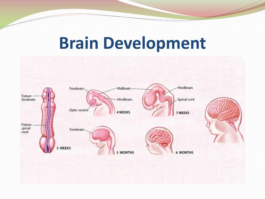 PPT - Patricia S. Benfield , MHDL, CRT, CBIS-CI, CCAA North Carolina ...