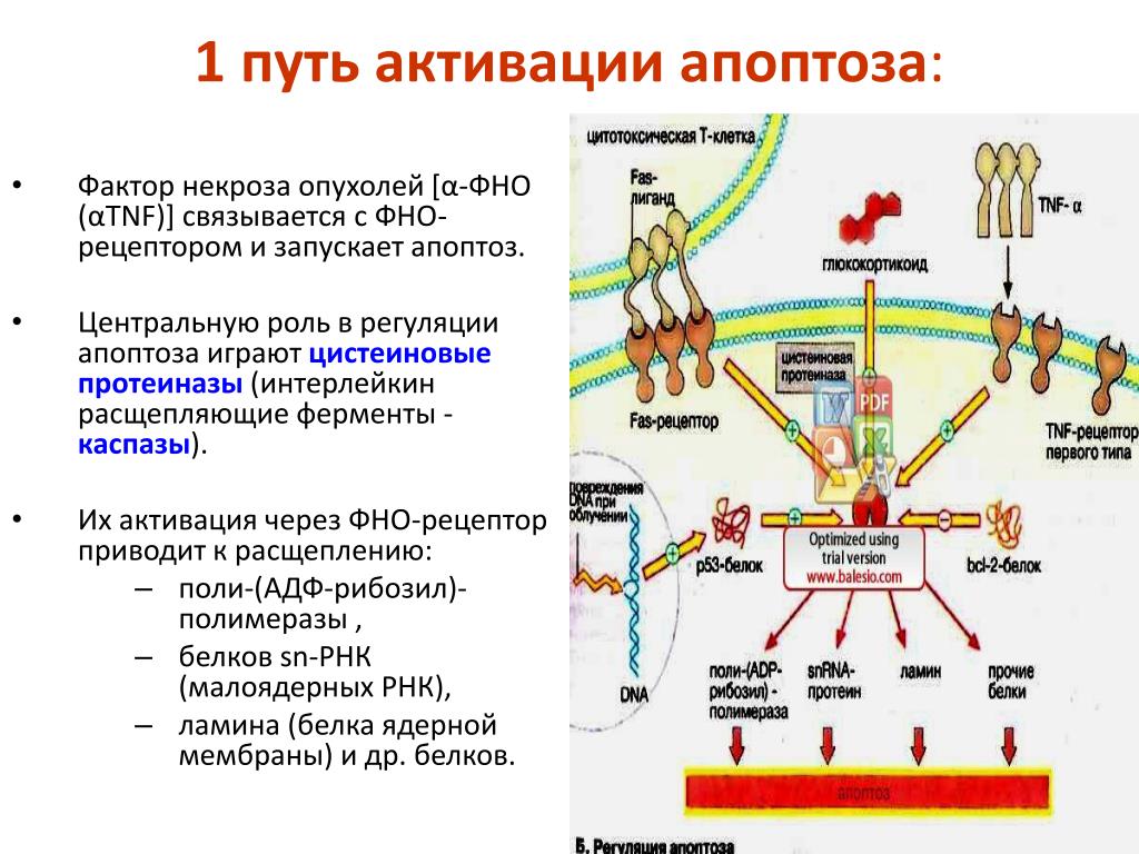 Путь рецептора. Рецепторный механизм развития апоптоза. Пути активации апоптоза. Схема апоптоза биохимия. Механизмы активации апоптоза.