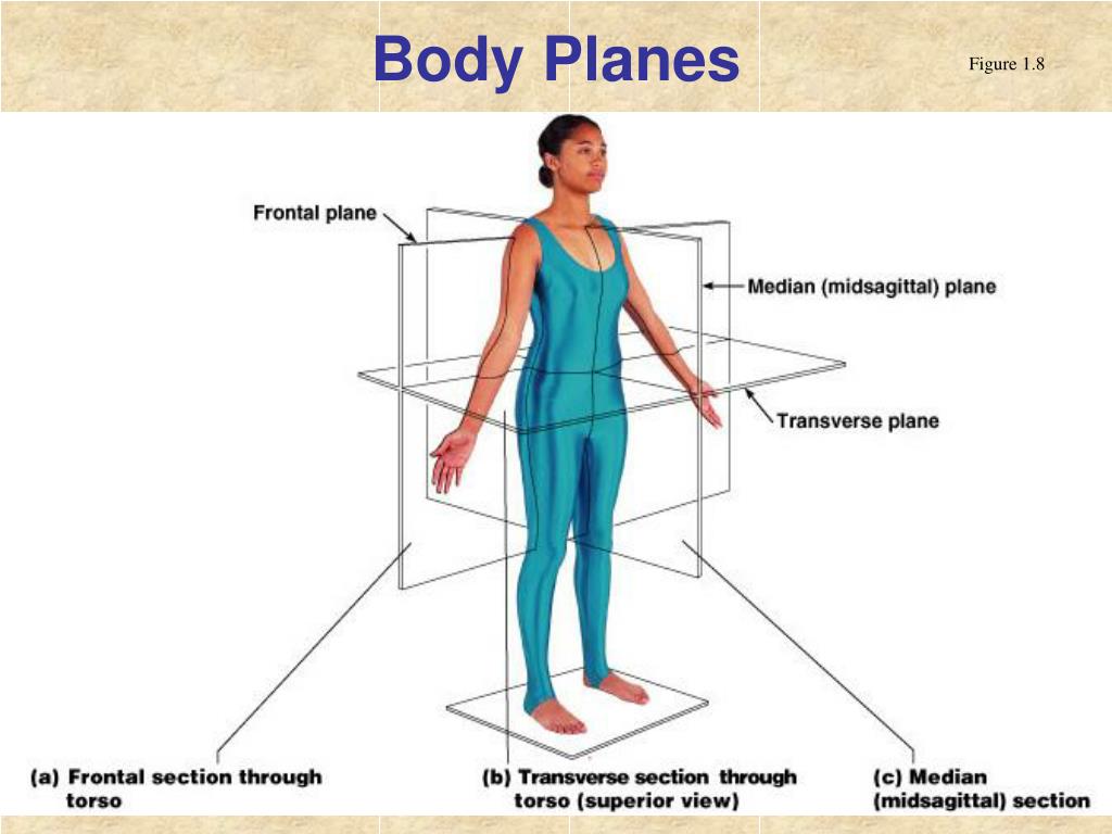 PPT - The Human Body: Anatomical Regions, Directions, and Body Cavities