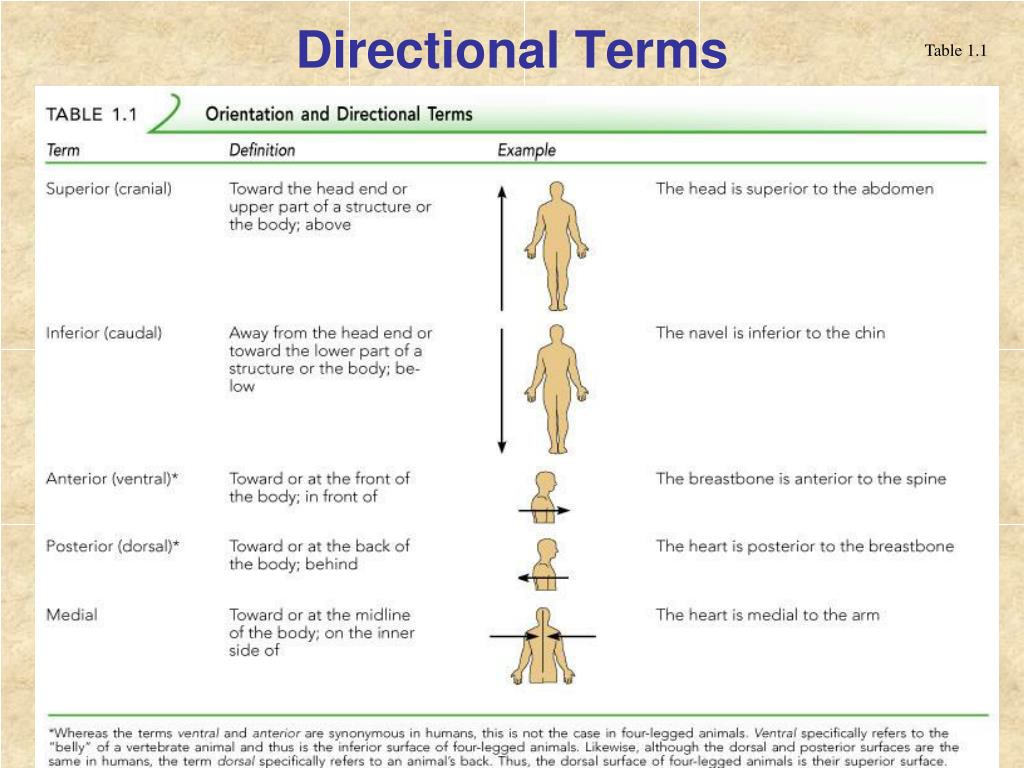 PPT - The Human Body: Anatomical Regions, Directions, and ...