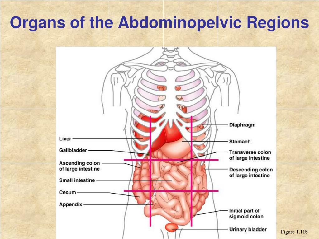 Anatomical Quadrants / The 4 Quadrants And 9 Regions Of The Abdomen Qd