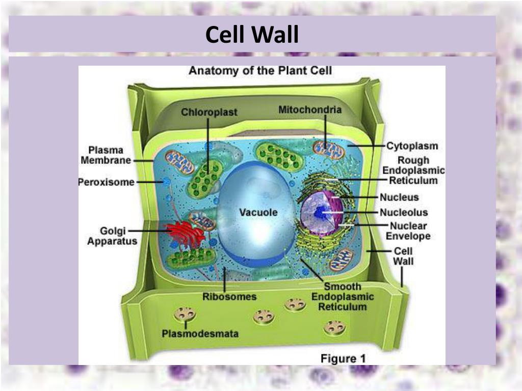 Клеточная стенка 5 класс. Cell Wall.