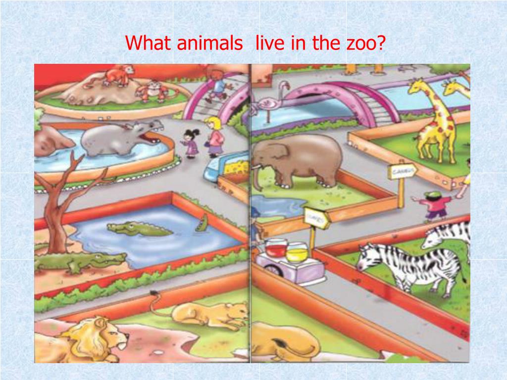 How many animals live. Тема at the Zoo. Презентация по английскому Zoo. Animals in the City игра. Игра Lively Zoo.