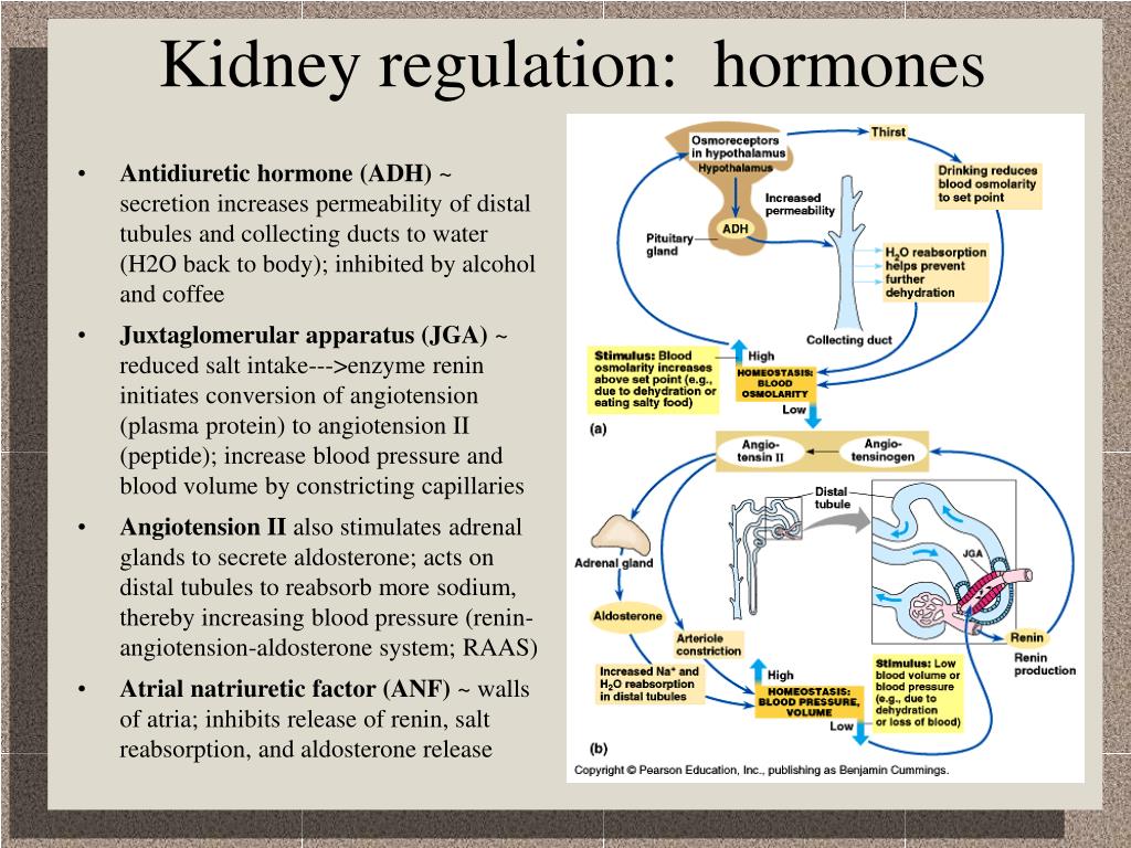 Regulatory hormones