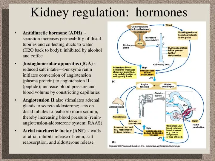 PPT Kidney regulation hormones PowerPoint Presentation, free