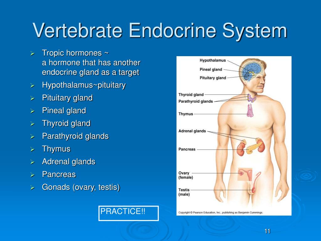 PPT - Kidney regulation: hormones PowerPoint Presentation, free