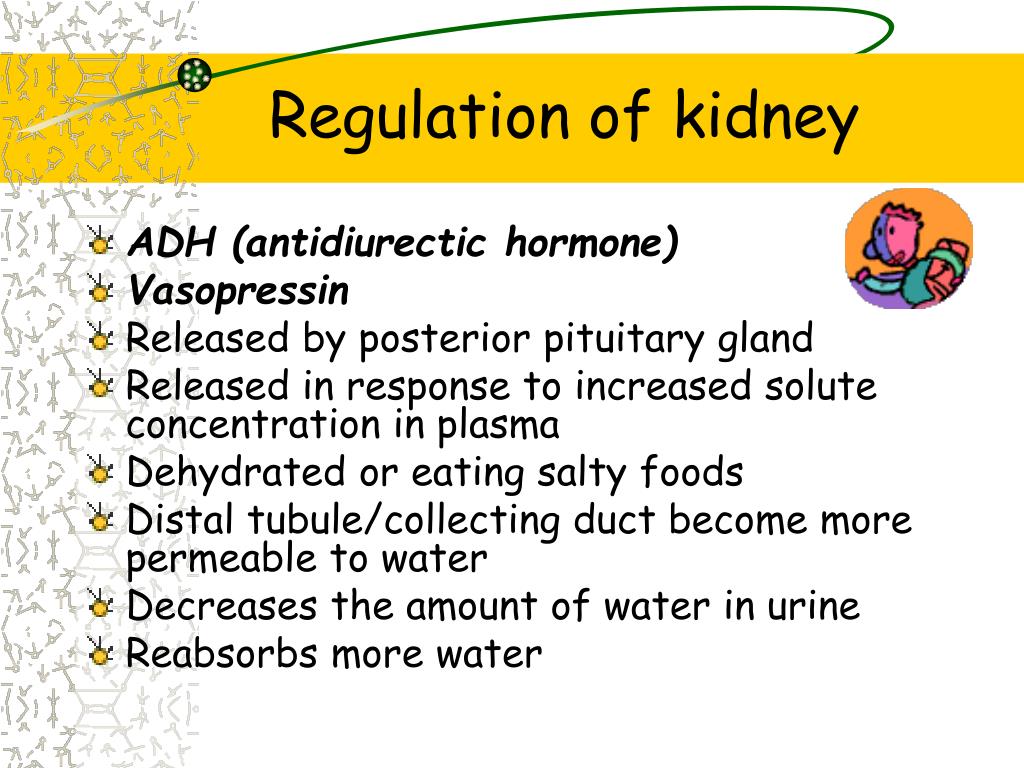 presentation on role of kidney in osmoregulation