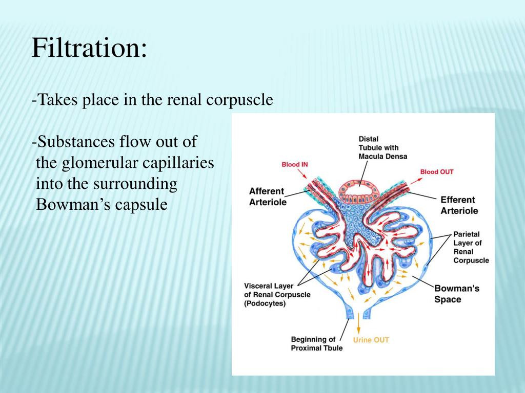 PPT - The Structure and Function of a Nephron PowerPoint Presentation