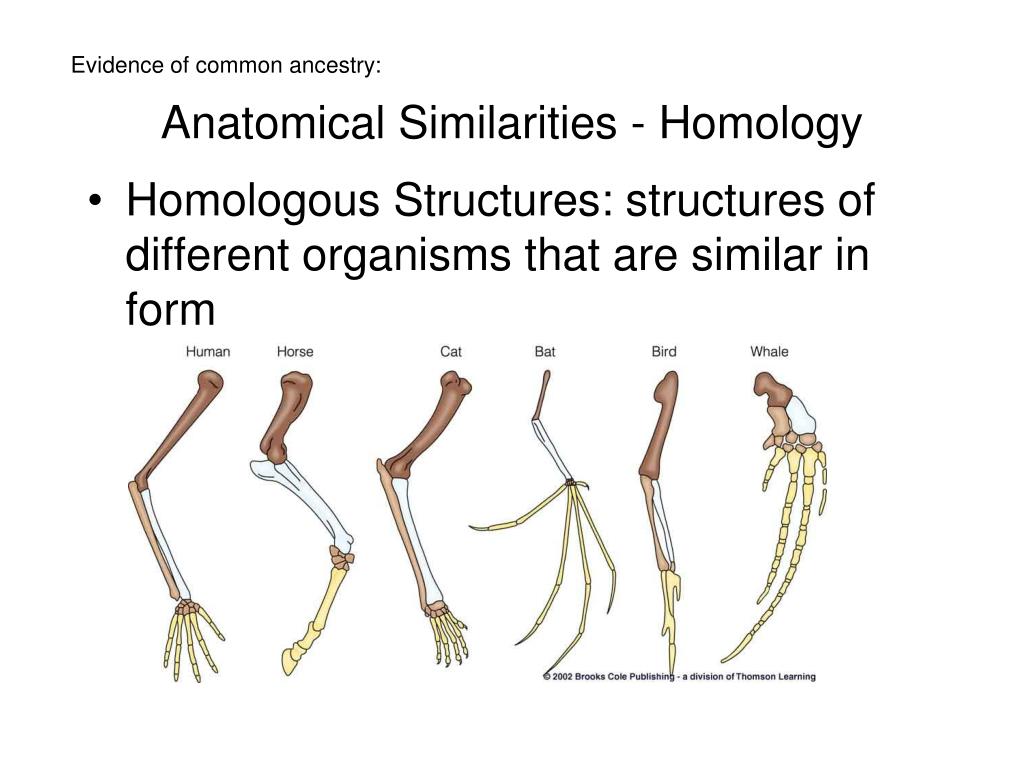 PPT - Lesson 3: Phylogeny & Modern Taxonomy PowerPoint Presentation