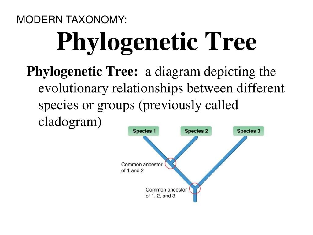 types of phylogenetic tree slideshare