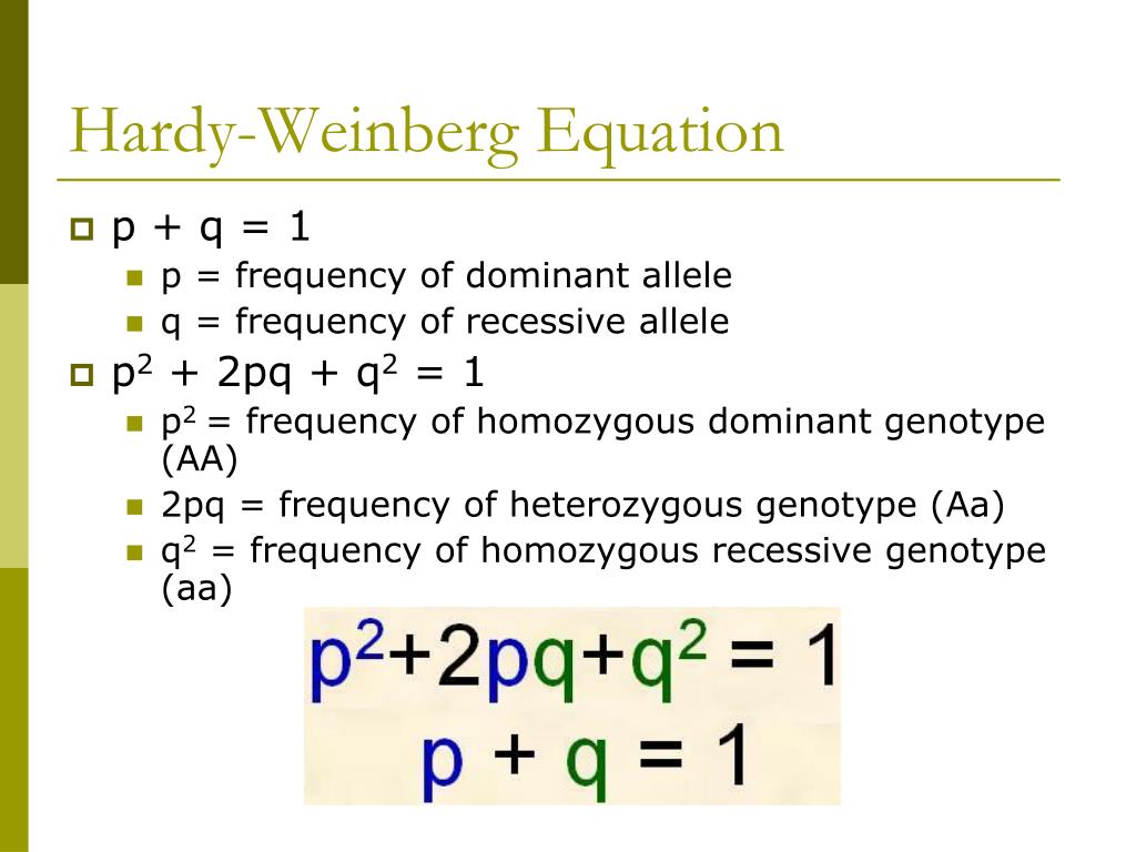 The hardy weinberg equation pogil answers. 