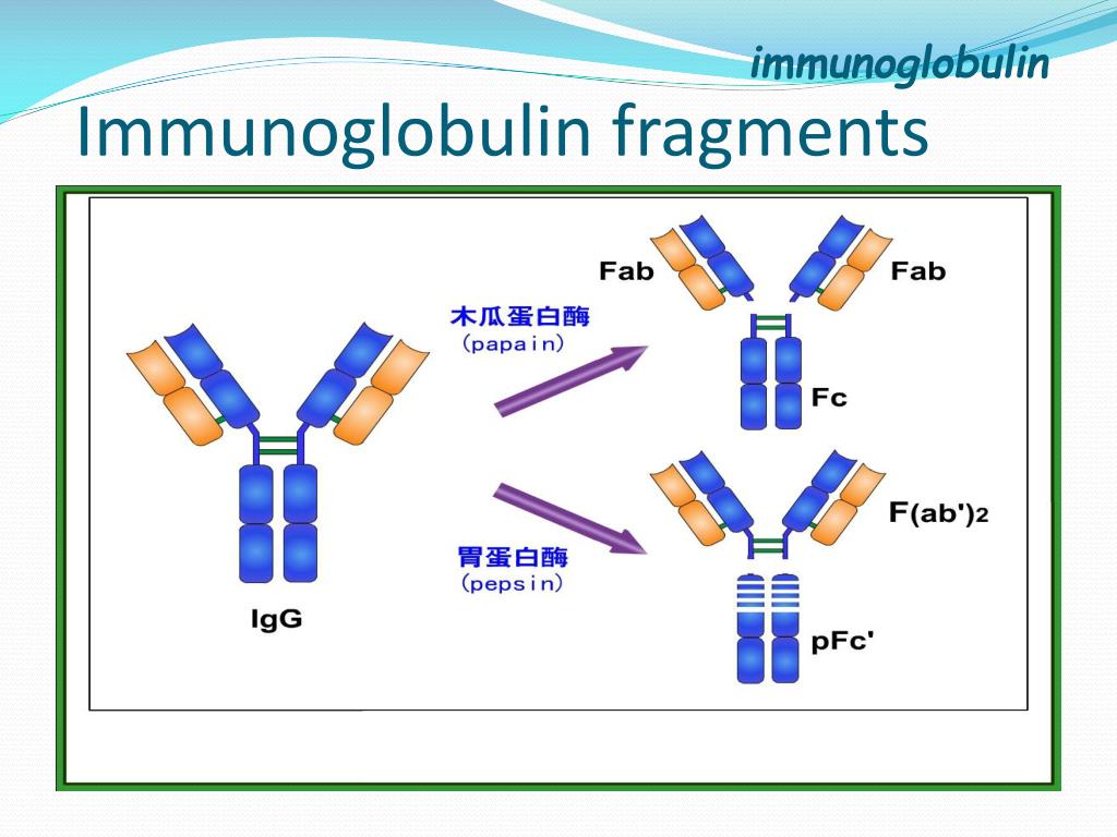 Иммуноглобулин системы. Секреторный и сывороточный иммуноглобулин а. LGA иммуноглобулин. Иммуноглобулин d. Иммуноглобулины класса d.