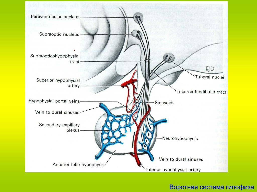 Артерии гипофиза. Гипоталамо-гипофизарная система кровообращения. Кровоснабжение гипофиза схема. Кровоснабжение гипоталамо-гипофизарной системы. Кровоснабжение гипофиза анатомия.