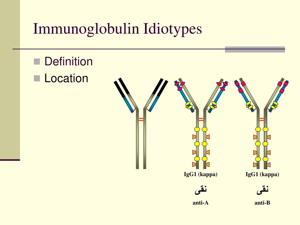 Иммуноглобулин. Immunoglobulins structure. Classes of the Immunoglobulin. Функции иммуноглобулинов. Комплексный иммуноглобулин